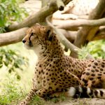 The cheetahs are amongst the most beautiful and elusive of African animals