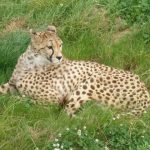 A cheetah does not avoid water but swims across rivers