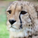 Cheetahs are amongst the most elusive and beautiful of African animals