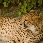 Cheetahs are amongst the most elusive as well as beautiful of African animals