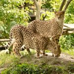 The cheetah is amongst the most elusive as well as beautiful of African animals