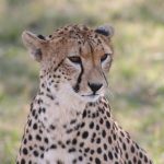 Cheetah is amongst the most beautiful as well as elusive of African animals