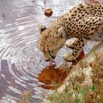 A cheetah doesn't avoid water but swims across rivers