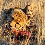 Cheetahs are amongst the most beautiful as well as elusive of African animals