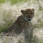 Cheetah is amongst the fastest, the most beautiful as well as elusive of African animals