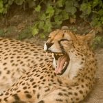 The cheetah is amongst the fastest, the most beautiful as well as elusive of African animals