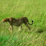 The cheetahs hunt at night