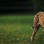 Cheetah hunts at night to avoid hot weather