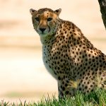 Cheetah does not avoid water