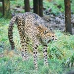 A cheetah hunts at night to avoid hot weather