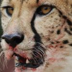 Cheetah hunts at night to avoid disturbance