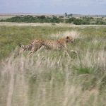 Cheetah hunts at night to avoid disturbance and hot weather