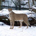 The cheetah hunts at night to avoid disturbance and hot weather