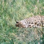 A cheetah hunts at night to avoid disturbance and hot weather