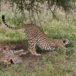 Cheetahs hunt at night to avoid disturbance and hot weather