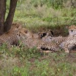 Cheetahs hunt alone or in group