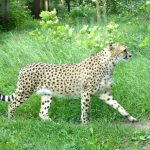 Cheetah doesn't avoid water