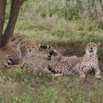 The cheetahs hunt alone or in group
