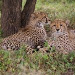 The cheetah hunts alone or in group