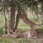 A cheetah hunts alone or in group