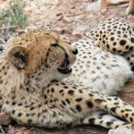 Cheetah hunts alone or in group