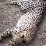 Cheetah hunts in group or alone