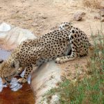 The cheetah hunts in group or alone