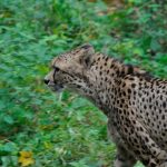 Cheetahs hunt in group or alone