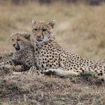Cheetahs hunt both alone and in group