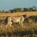 The cheetah doesn't avoid water