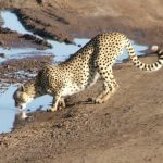 The cheetahs hunt both alone and in group