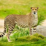 The cheetah hunts both alone and in group