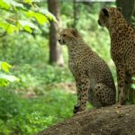 Cheetahs use a slow-speed hunt or full-speed-chase