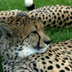 The cheetah uses a slow-speed hunt or full-speed-chase