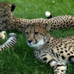 A cheetah uses a slow-speed hunt or full-speed-chase