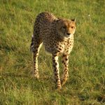 Cheetah uses a slow-speed hunt or full-speed-chase
