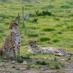 There were 15,000 number of cheetahs in Africa during the 1970s