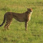The global wild cheetah population is 7,500