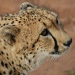 The cheetah does not avoid water