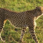 Global wild cheetah population is estimated to be 7,500