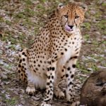 Globally wild cheetah population is estimated to be 7,500