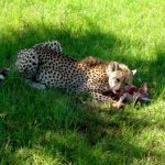 Global cheetah population is estimated to be 7,500