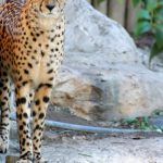 Globally cheetah population is estimated to be 7,500