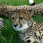 Wild cheetah population is estimated to be 7,500
