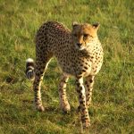 Wild cheetah population is estimated to be 7,500 globally