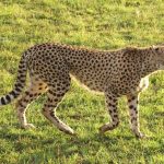 Wild cheetah population is estimated to be 7,500 worldwide