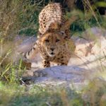 Wild cheetah population is estimated to be 7,500 world-wide