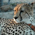 Global cheetah population is estimated to be 7,500