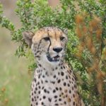 A cheetah does not avoid water