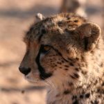 Globally cheetah population is estimated to be 7,500